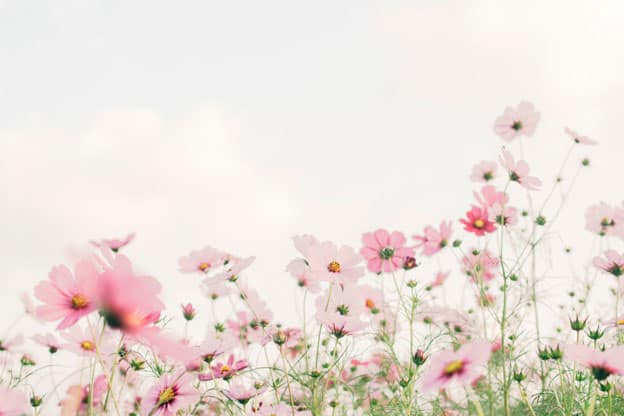 Pink flowers